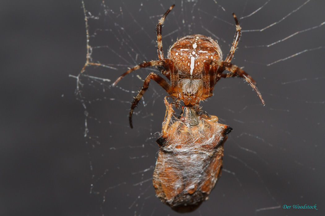 Kreuzspinne saugt eingesponnene Wanze aus