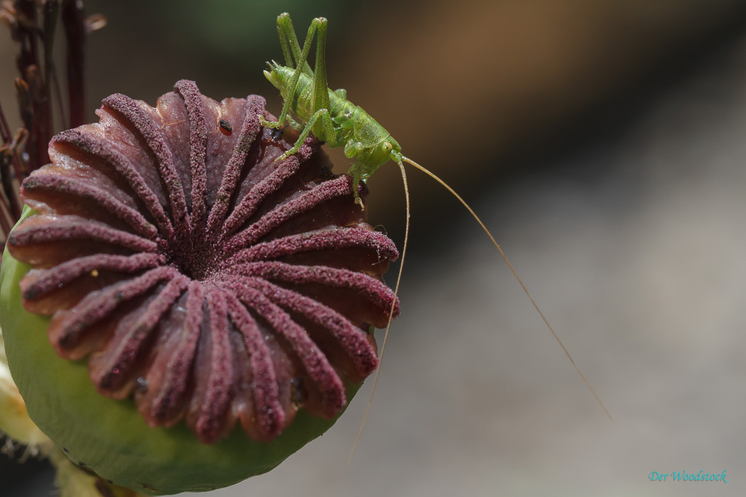 Grashüpfer auf Mohn